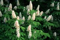 Marronnier (Aesculus hippocastanum) - fleurs